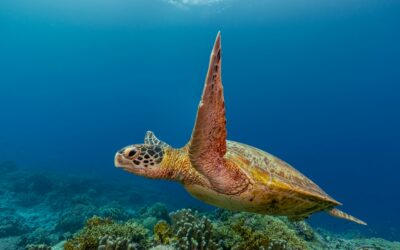 Markets InsiderA Brand New ETF To Save The Ocean: What Investors Need To Know